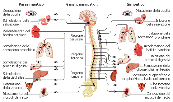 Organizzazione del sistema nervoso autonomo
