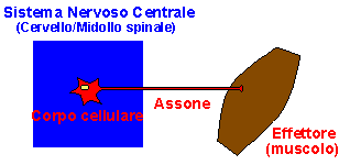 [somatic
nervous system]