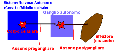 autonomic
nervous system